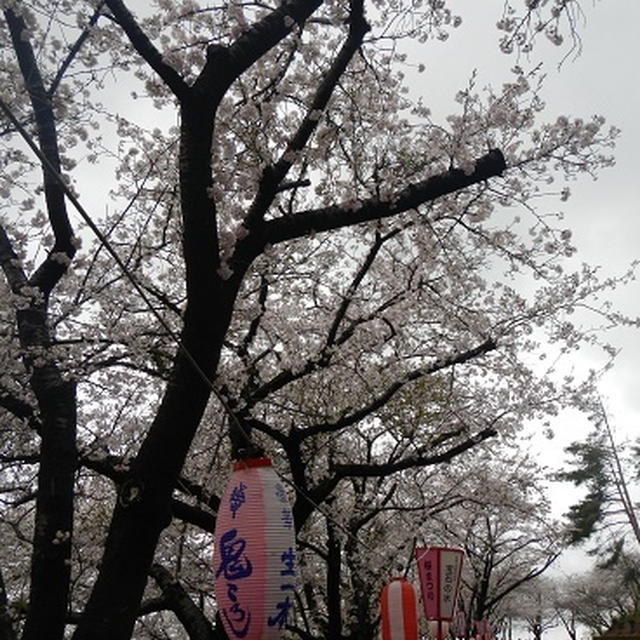 桜と新幹線
