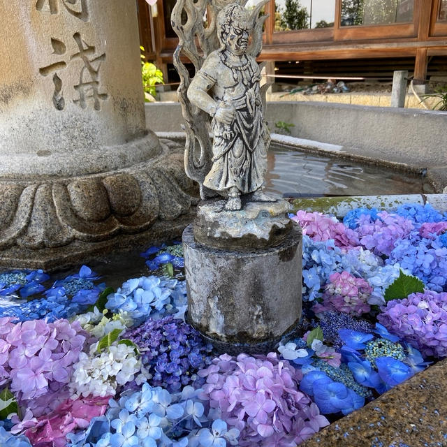 京都　三室戸寺の紫陽花2020