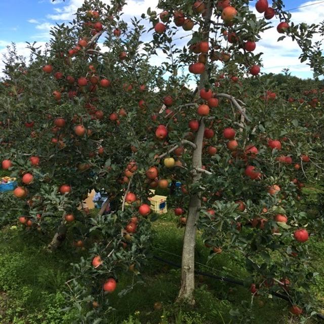 収穫!!　リンゴ狩り