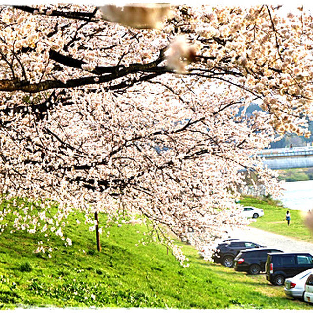 ■ 大河原一目千本桜&榴ヶ岡公園の桜 ■ 赤ちゃん9人で写真撮った♪時に…Σ(ﾟДﾟ;)