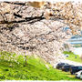 ■ 大河原一目千本桜&榴ヶ岡公園の桜 ■ 赤ちゃん9人で写真撮った♪時に…Σ(ﾟДﾟ;)