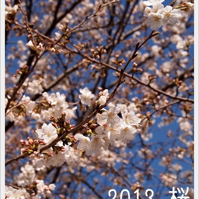 * おさんぽ。*