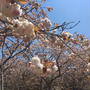 沼代の林さん農家へ　八重桜の花摘みへ！　