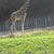 東山動物園