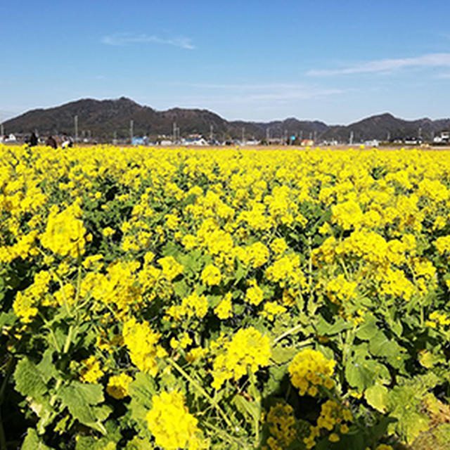 気分は春！　菜の花と桜と水仙♪