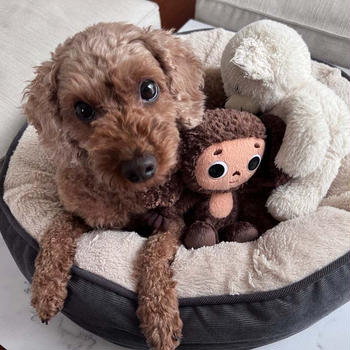 自立して甘えない犬。