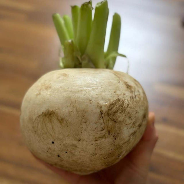 大きなカブ!!農家さん直伝!野菜の保存法〜