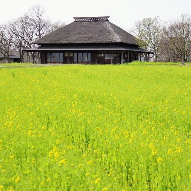 福島潟の古民家と菜の花