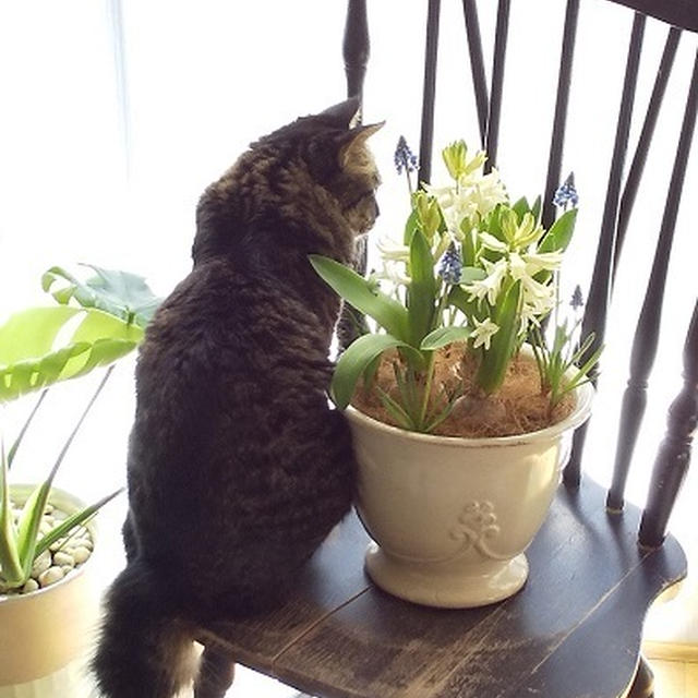 ヒヤシンスとムスカリと・・・猫