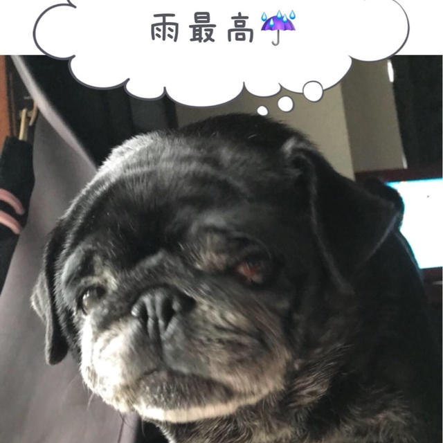 ニヤつくパグ