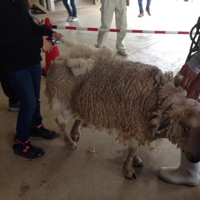 お弁当持って 羊の毛刈り体験！