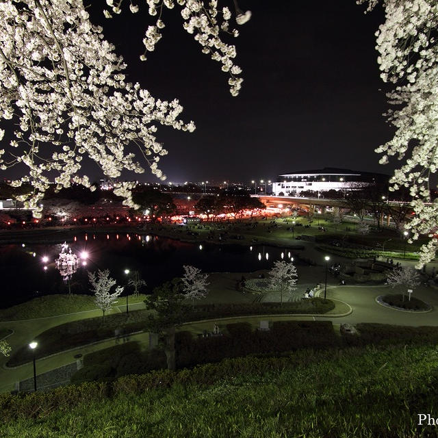 夜桜楽しむ前橋公園
