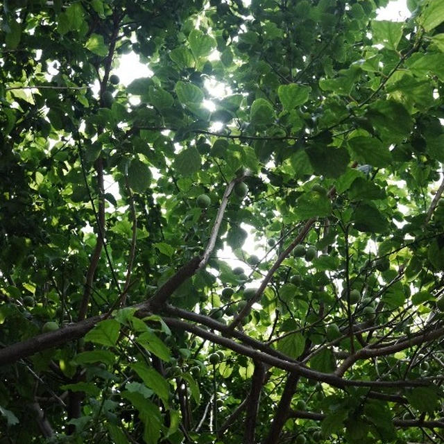 手摘みの青梅。