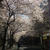 夜桜マダム