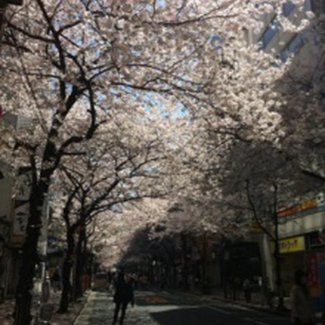 夜桜マダム