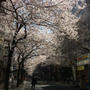 夜桜マダム