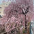 溝の口桜前線情報