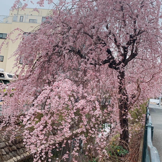 溝の口桜前線情報