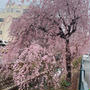 溝の口桜前線情報