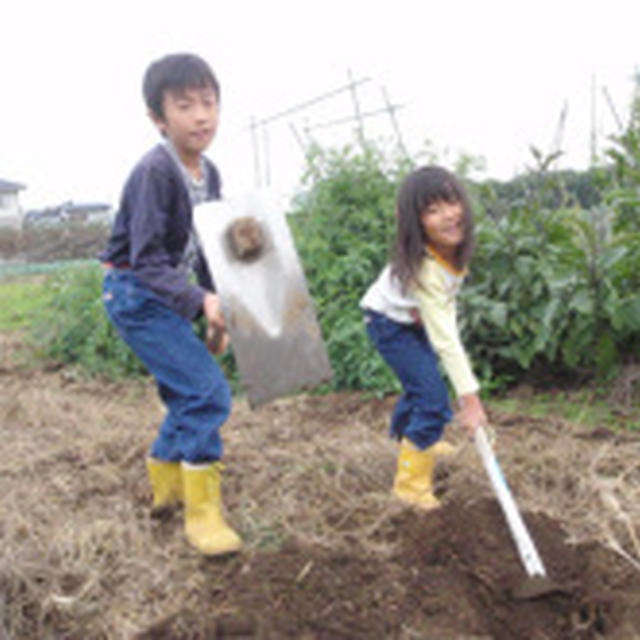 種まき、間引き、まだまだバジル