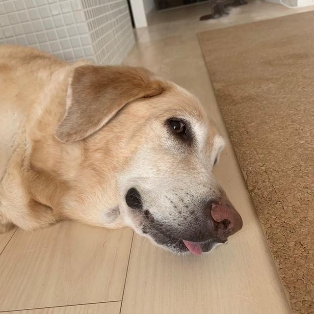 作り置きしていたおかずで晩ごはん～そして東京へ～