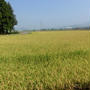 田舎に泊まろう。福井県にいった話です。※ちょっと長くなりました