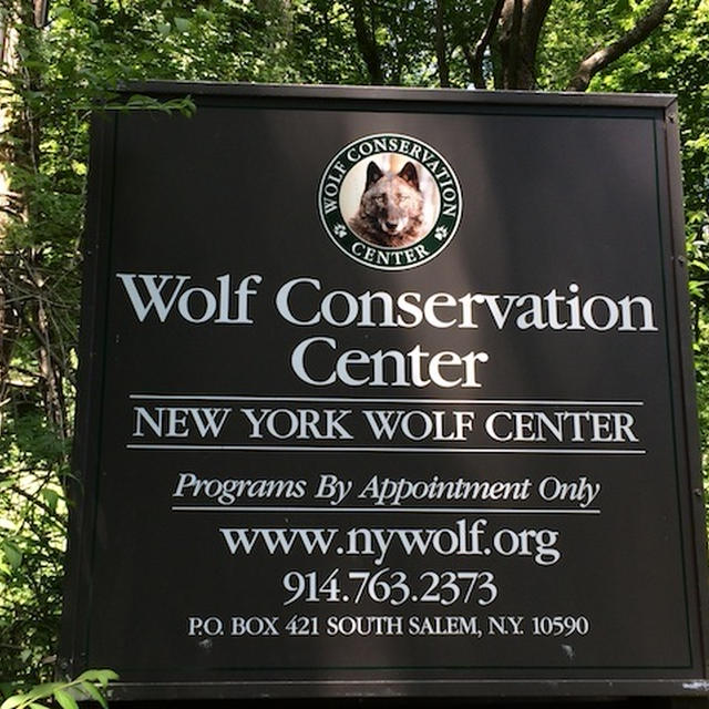 ＊　１年ぶりにオオカミの保護センターへ。今回は赤ちゃんに会えたー！