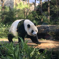 台北子連れ旅行、おすすめな1日の使い方。台湾市立動物園でパンダを見てから十分老街で灯篭遊び（動物園編）