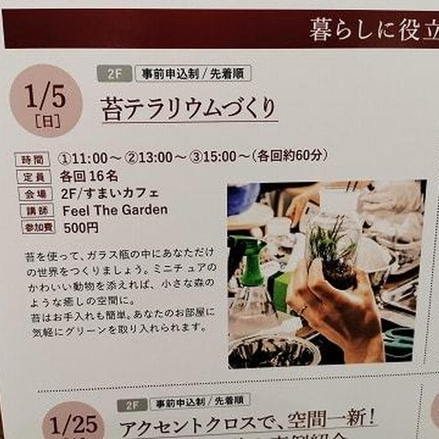「苔玉」じゃなくて「苔テラリウム」