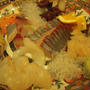 魚づくしの贅沢新年会