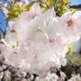 番外編～夜桜晩酌　八重の成長