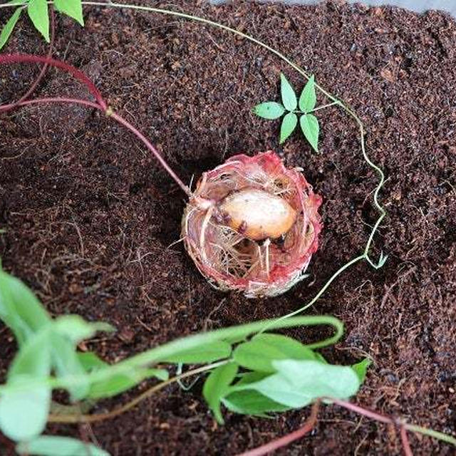 ★女性に特に嬉しいアピオスを植えてみた・#本日のおうちごはん