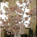 ◆我が家でも桜が満開♪～お魚も終盤に入りました♪