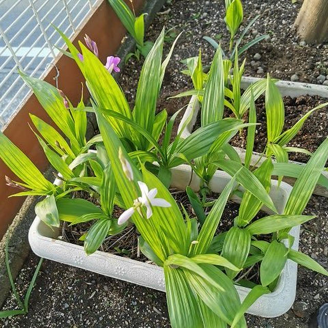 白いシランの花が咲きました