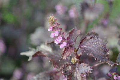 すべての花の画像 ベスト50 花 しそ