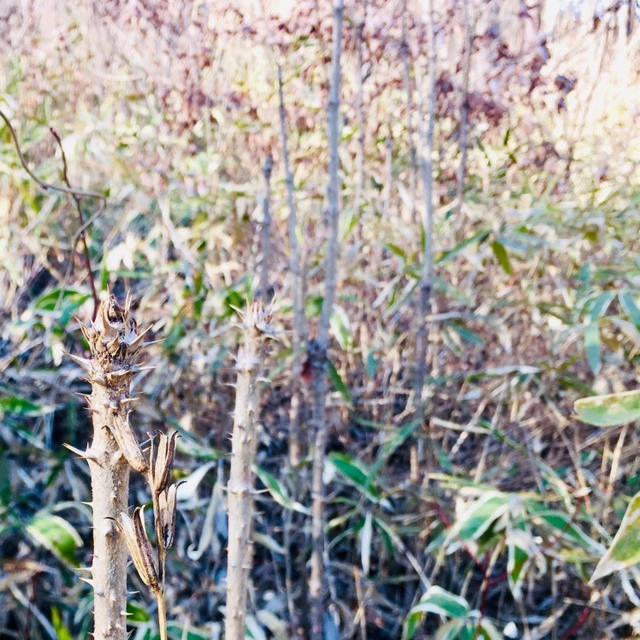 狩猟中に見つけた宝の山