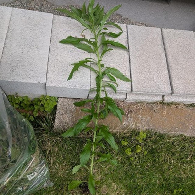 はてなブログに記事を投稿しました「かわいくない雑草」