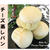ご好評頂いた【レシピ】2つを再度ご紹介 - チーズ蒸しパン と 自家製 お肉屋さん風のコロッケ