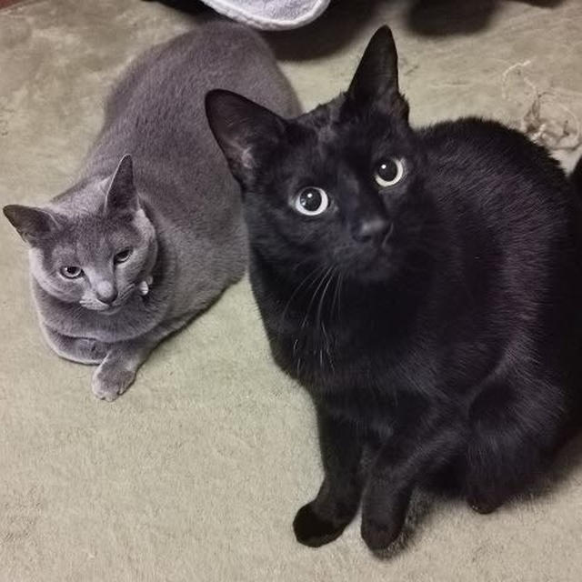 猫ベッドを冬仕様に