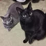 猫ベッドを冬仕様に