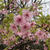 河津桜＊CASALE VECCIO