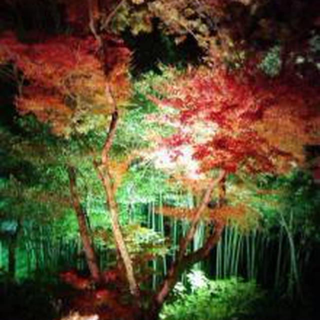 ☆宝厳院の紅葉☆