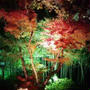 ☆宝厳院の紅葉☆