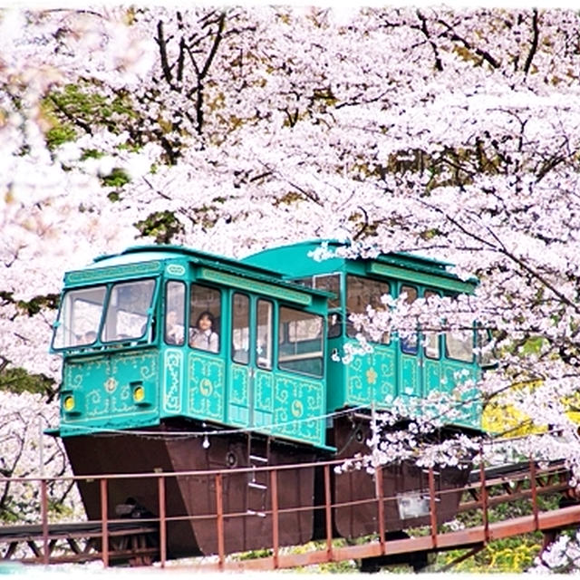 ■桜が降り注ぐ道と千本の桜に逢いに行く♪(･ω･*)■船岡城址公園