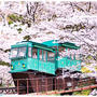 ■桜が降り注ぐ道と千本の桜に逢いに行く♪(･ω･*)■船岡城址公園