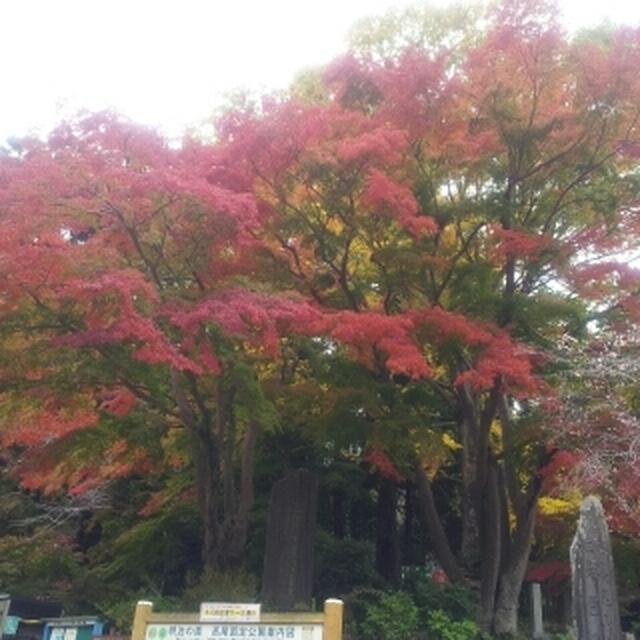 久しぶりの高尾山