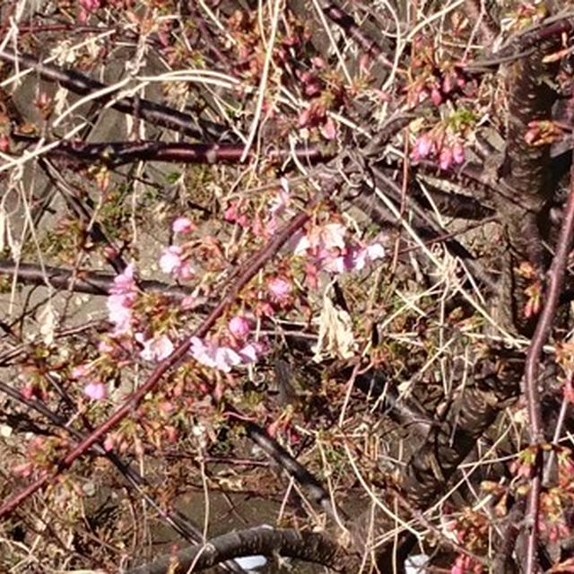 今週の収穫野菜（1月下旬）☆河津桜開花とひよこ豆