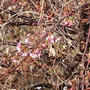 今週の収穫野菜（1月下旬）☆河津桜開花とひよこ豆