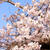 新発田城の桜　2022年４月10日