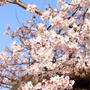 新発田城の桜　2022年４月10日